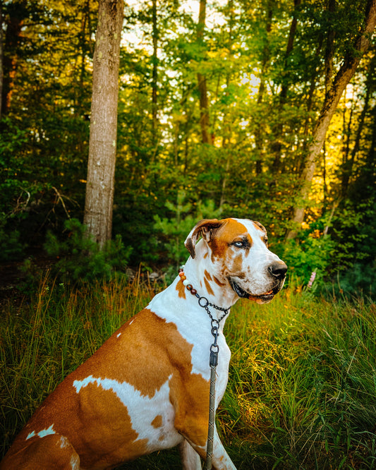 Big Truck Meets Big Dog!