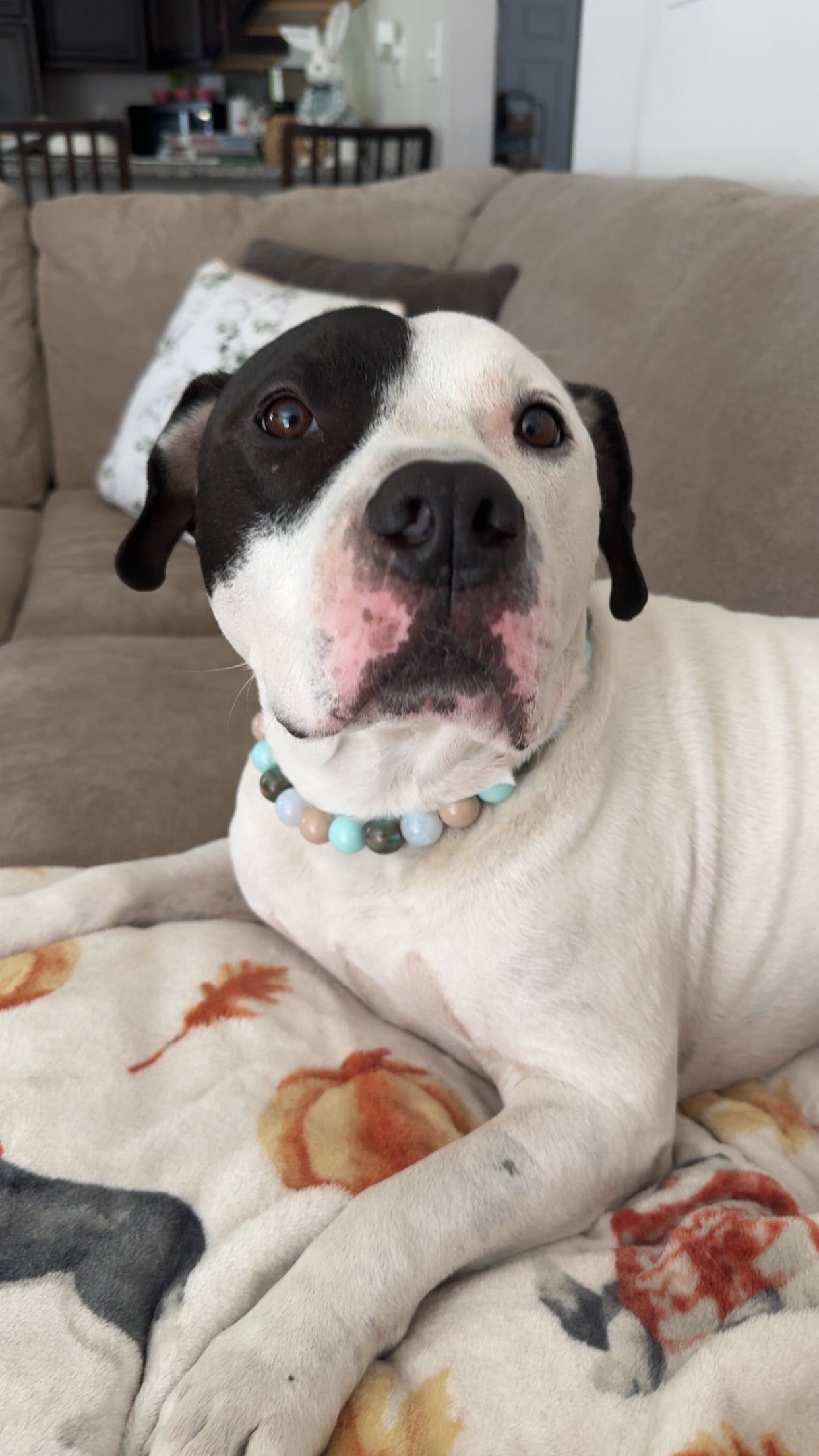 Clearwater Beaded Collar