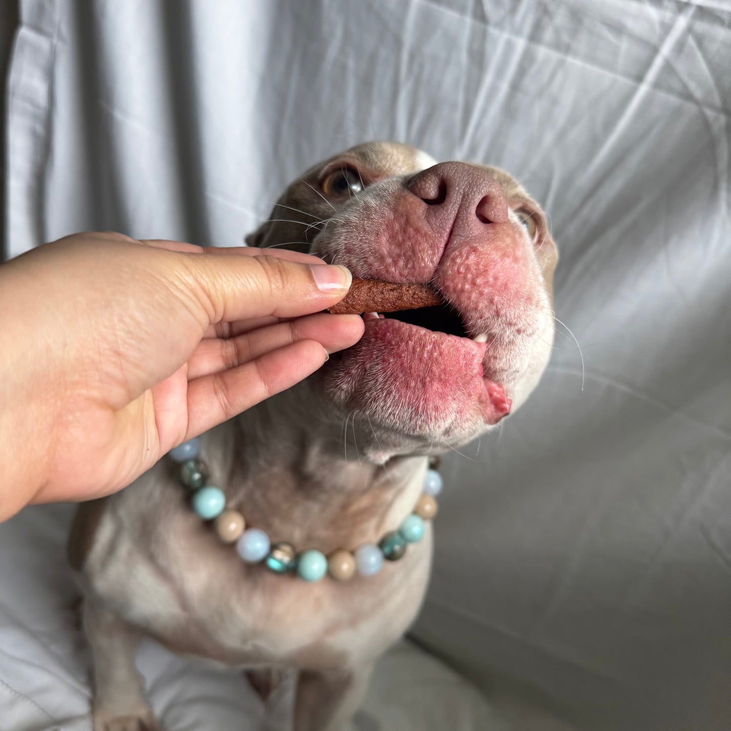 Clearwater Beaded Collar