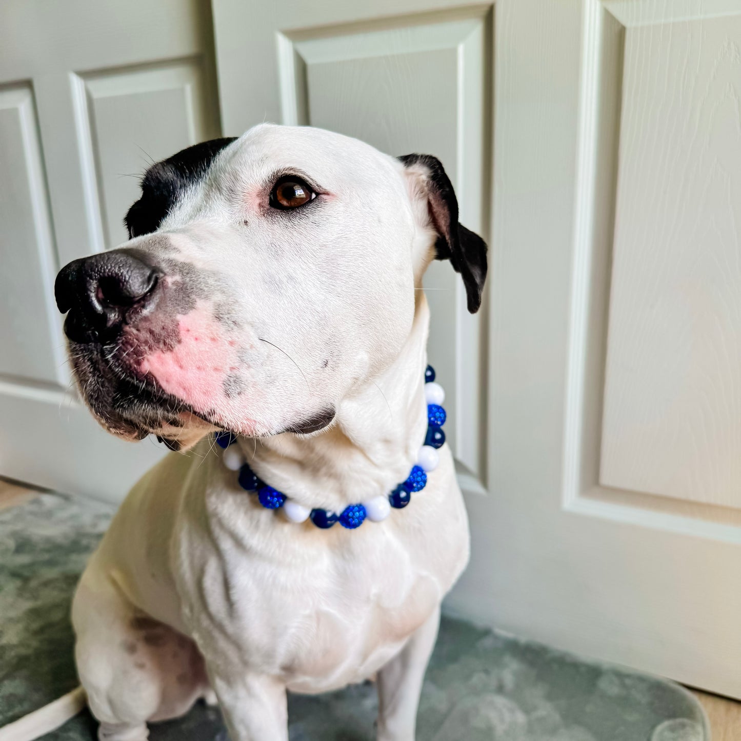 Blue Jay Beaded Collar