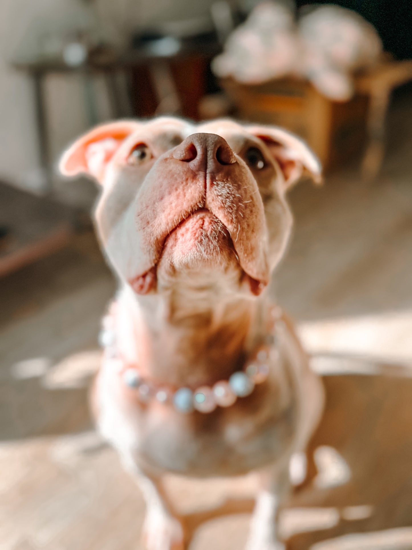 Pink Champagne Beaded Collar